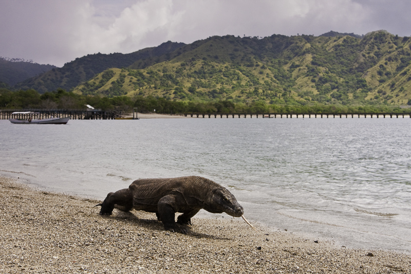 Komodo dragon di Taman Nasional Komodo