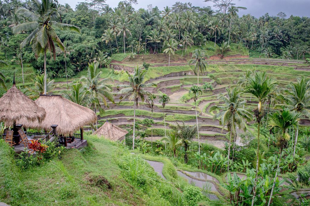 Sawah terasering Tegalalang di Ubud, Bali